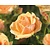 Rosa 'Olympic Palace'