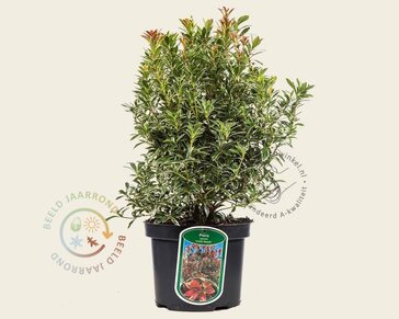 Pieris japonica 'Little Heath'