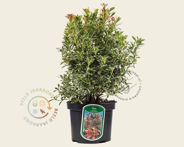 Pieris japonica 'Little Heath'