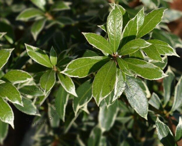 Pieris japonica 'Little Heath'