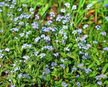Myosotis palustris image