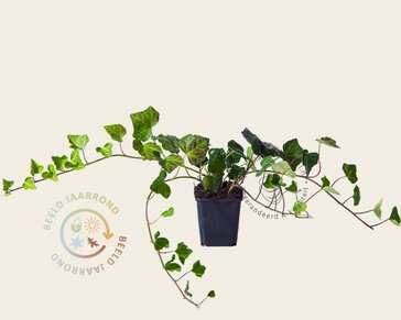Hedera hibernica 20/30