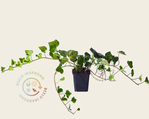 Hedera hibernica 20/30