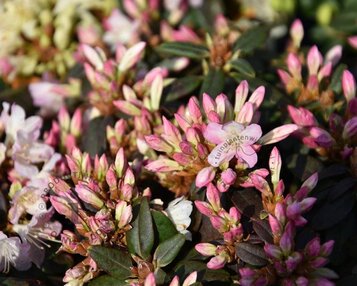Rhododendron 'Ginny Gee' image