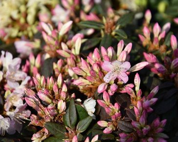 Rhododendron 'Ginny Gee'