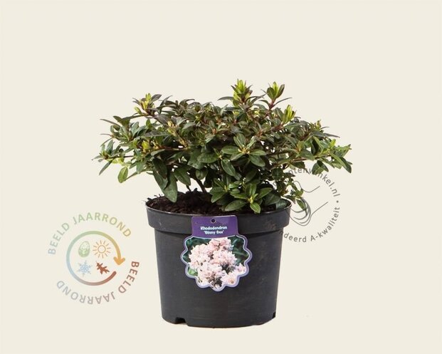 Rhododendron 'Ginny Gee'