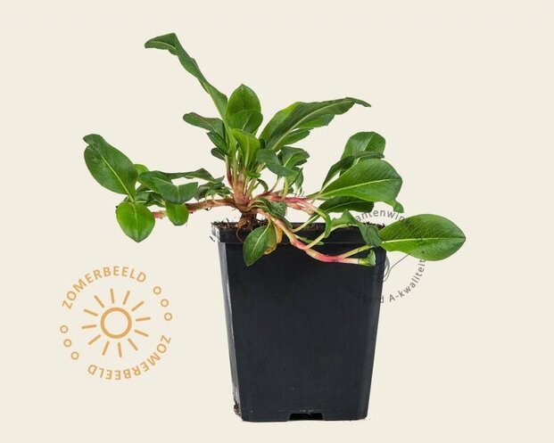 Persicaria affinis 'Superba'