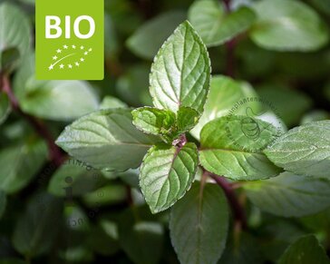 Mentha piperita 'Cinderella' Puur