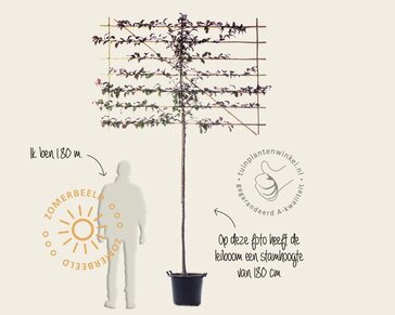 Lei-Sierappel 'Veitch's Scarlet' - Classic - pakket 6 stuks + EXTRA'S!