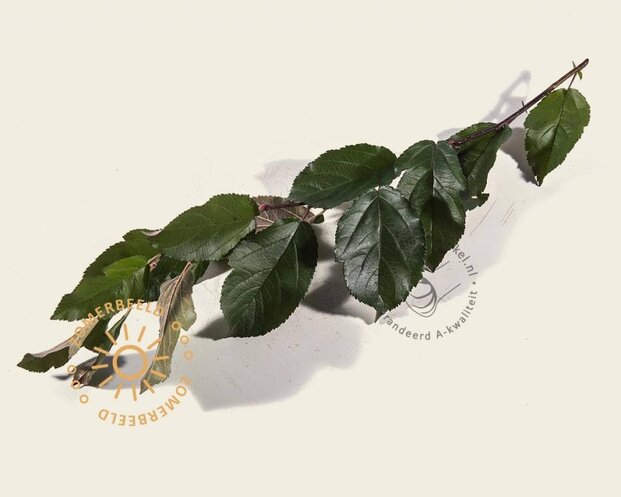 Lei-Sierappel 'Veitch's Scarlet' - Classic - pakket 6 stuks + EXTRA'S!