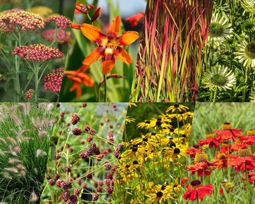 Borderpakket Aurantia zon-halfschaduw - (pakket 04)