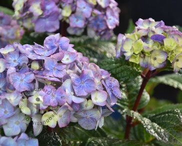 Hydrangea macrophylla 'Endless Summer Bloomstar'