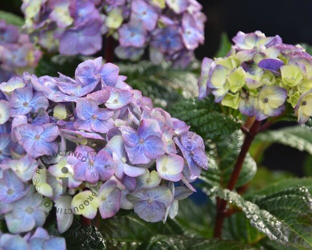 Hydrangea macrophylla 'Endless Summer Bloomstar'