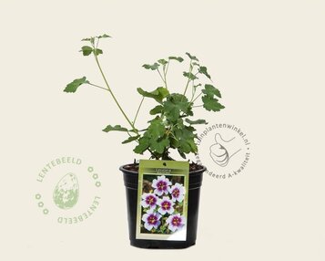 Lavatera 'Maritima' image