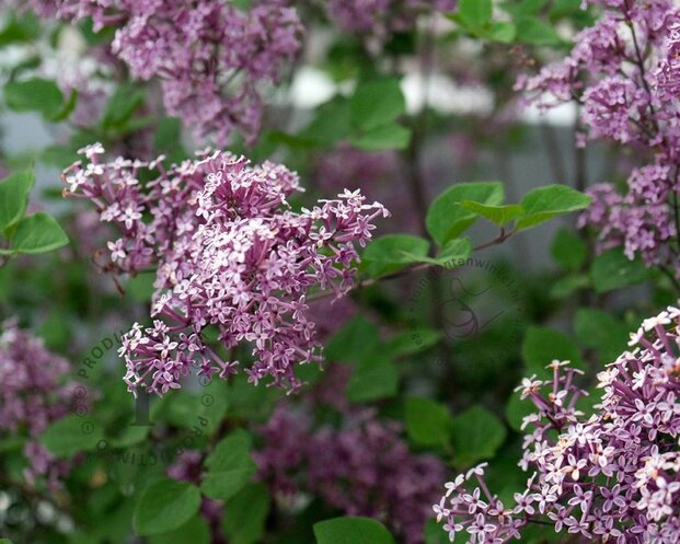 Syringa 'Josée'