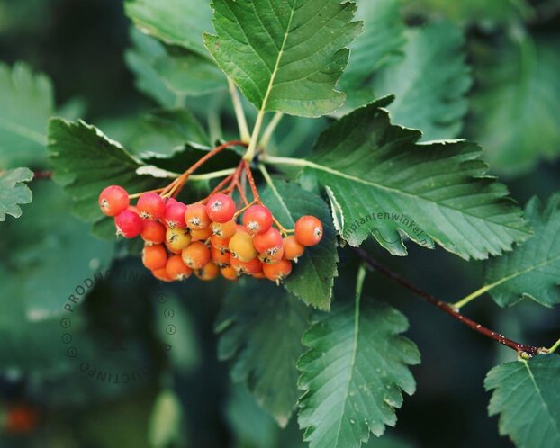 Sorbus intermedia