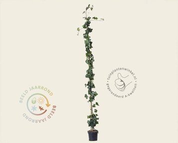 Hedera hibernica 150/175 image