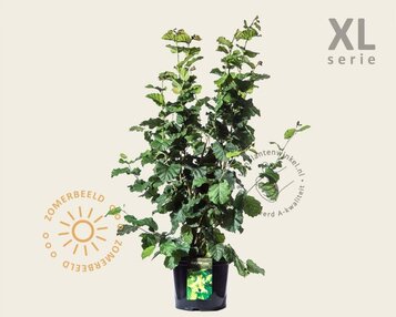 Corylus avellana - XL image