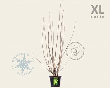 Corylus avellana - XL