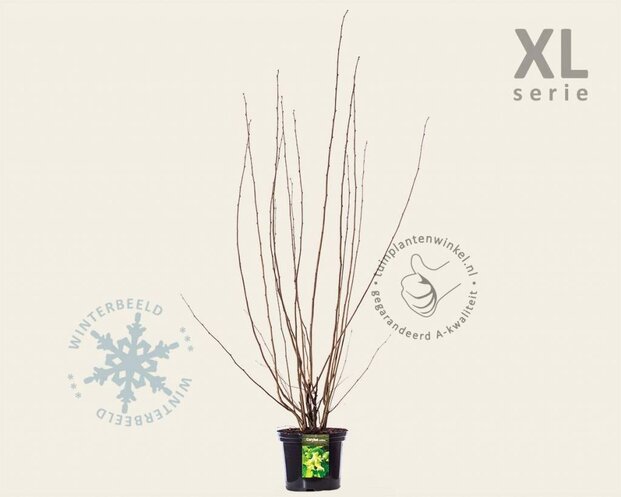 Corylus avellana - XL