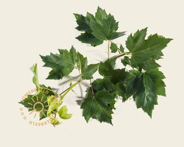 Acer rubrum 'Brandywine'