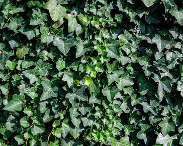 Hedera hibernica - XL