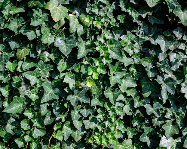 Hedera hibernica - XL