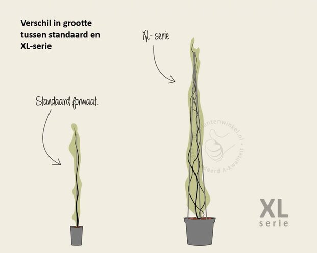 Hedera hibernica - XL