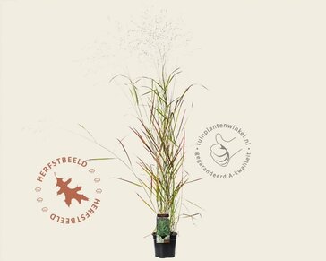 Panicum virgatum 'Rehbraun'