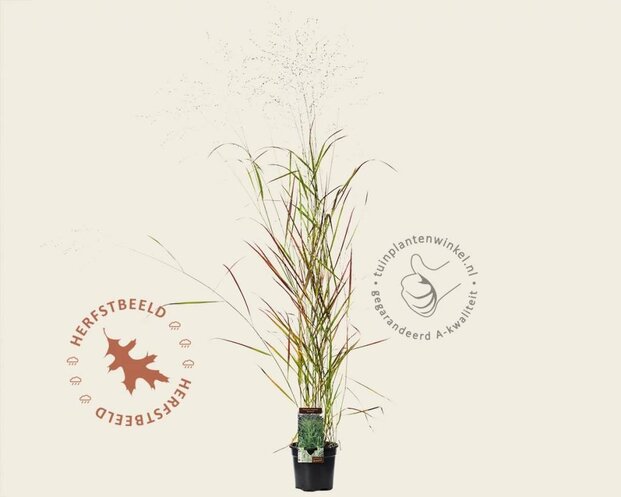 Panicum virgatum 'Rehbraun'