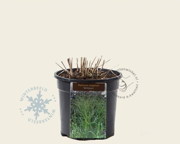 Panicum virgatum 'Rehbraun'