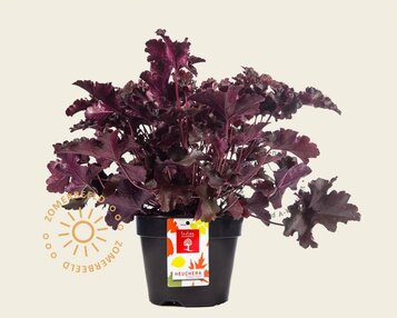 Heuchera 'Crimson Curls' image