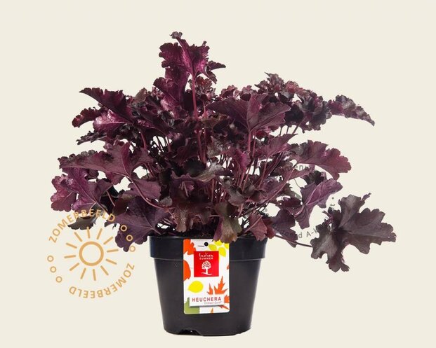 Heuchera 'Crimson Curls'