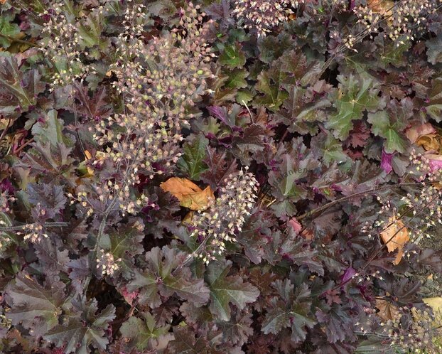 Heuchera 'Crimson Curls'