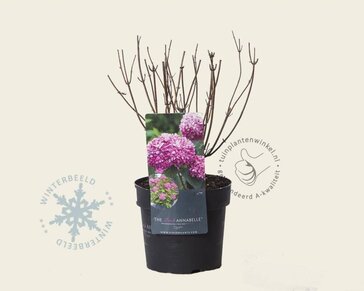 Hydrangea arborescens 'Invincibelle' (Pink Annabelle)