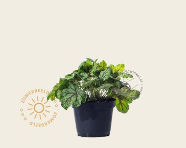 Heuchera 'Green Spice'