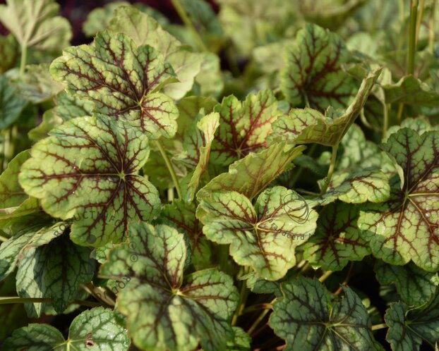 Heuchera 'Green Spice'
