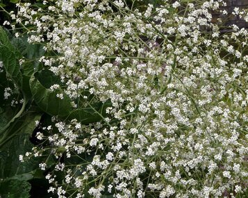 Crambe cordifolia image