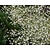 Crambe cordifolia