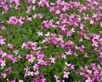 Arabis caucasica 'Rosea' image