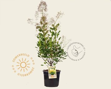 Cotinus coggygria 'Young Lady' image