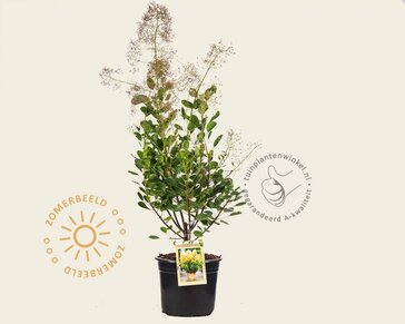 Cotinus coggygria 'Young Lady'