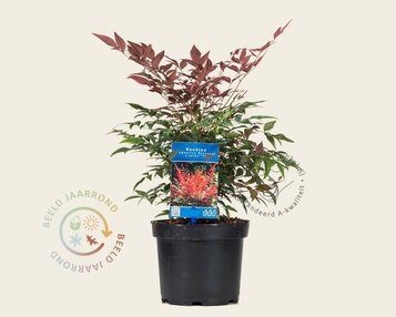 Nandina domestica 'Obsessed' image