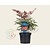 Nandina domestica 'Obsessed'