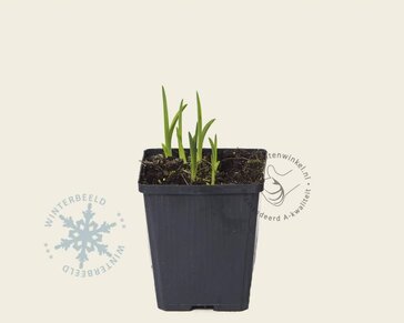 Hemerocallis 'Frans Hals'