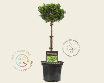 Chamaecyparis obtusa 'Nana Gracilis' - 40 cm stam