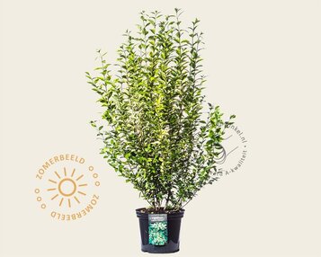 Ligustrum ovalifolium 'Aureum' image
