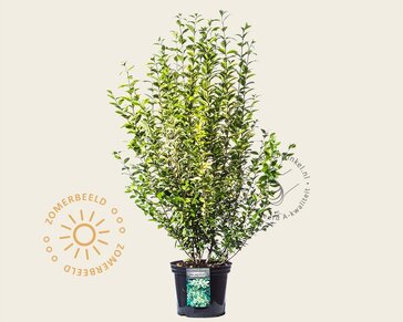 Ligustrum ovalifolium 'Aureum'