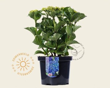 Hydrangea macrophylla 'Blauw' image