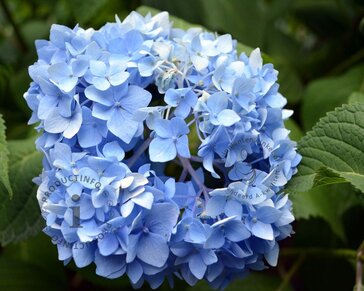 Hydrangea macrophylla 'Blauw'
